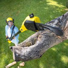 Best Tree Disease Treatment  in Pagosa Springs, CO