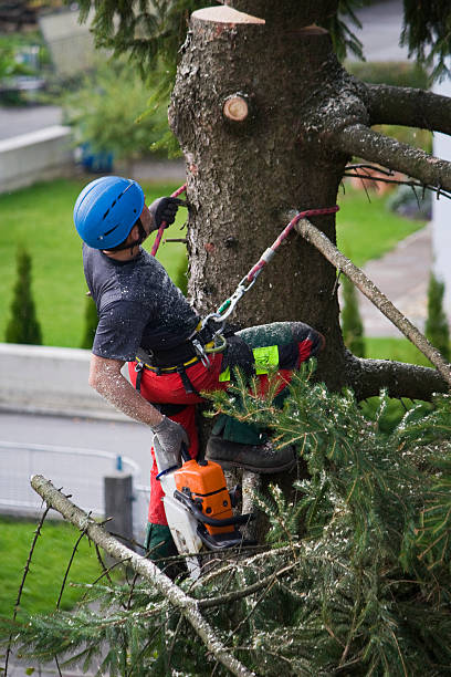 Best Stump Grinding and Removal  in Pagosa Springs, CO