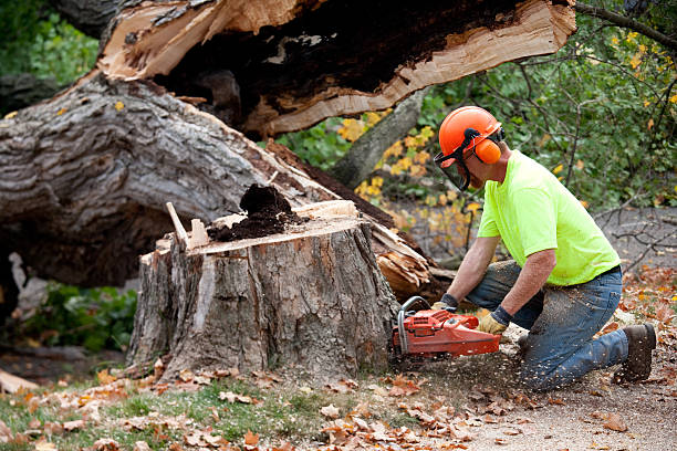 Best Tree Health Inspection  in Pagosa Springs, CO